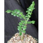 Boswellia carteri 5-inch pots